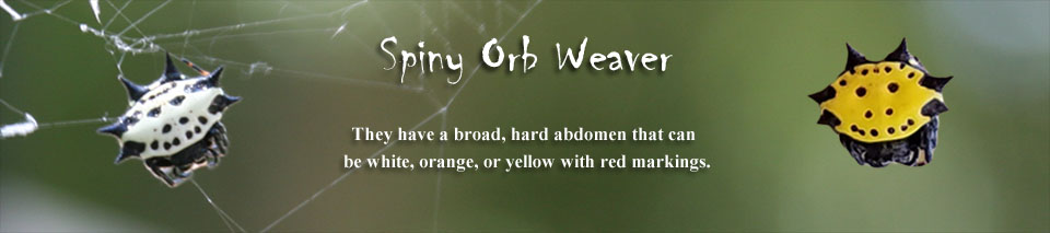 Spiney Orb Weaver
